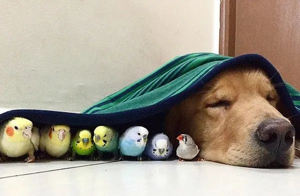 蚊香会杀死猫吗,蚊香会熏坏宠物吗