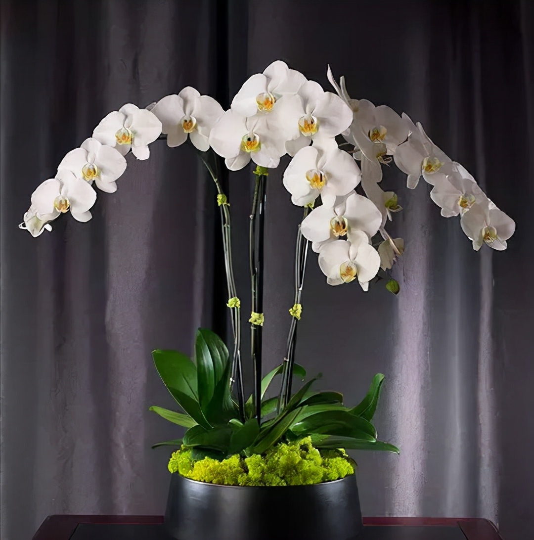 看芦头辨兰花种类,野生兰花种类图片