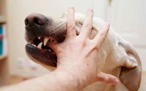 狗狗打狂犬疫苗后咬人就没事了吗,狗狗打了狂犬疫苗咬人还有事吗
