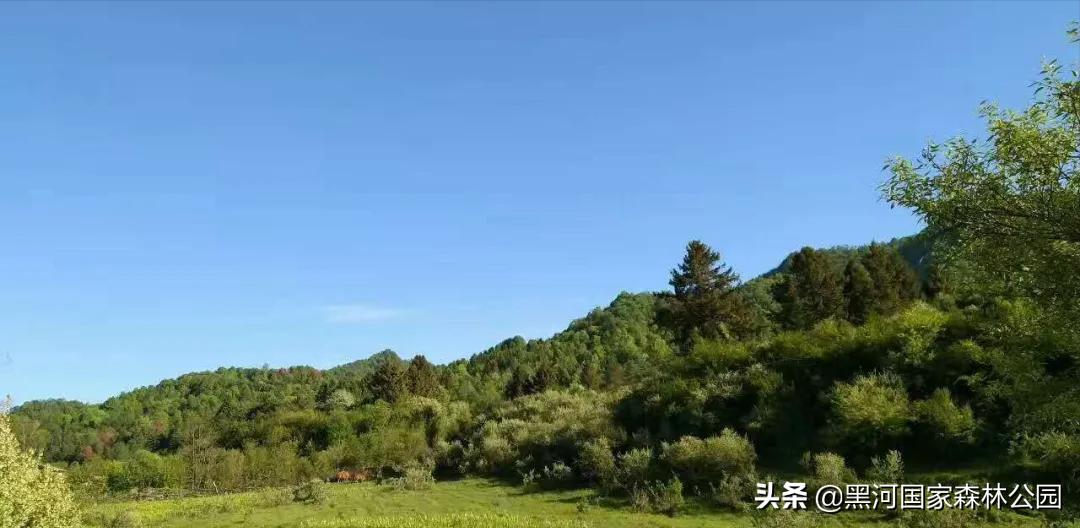 黑河记事——摇钱树的前世今生