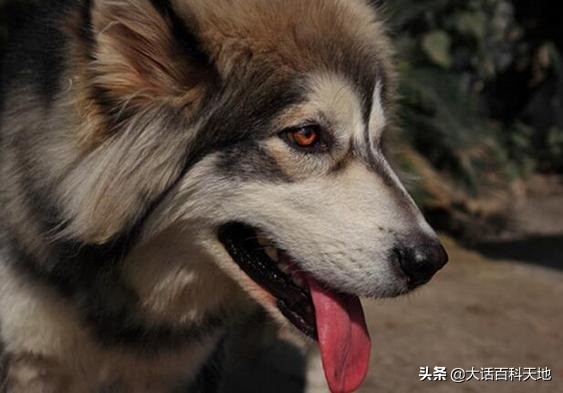 雪橇三傻很聪明,雪橇三傻十分的可爱