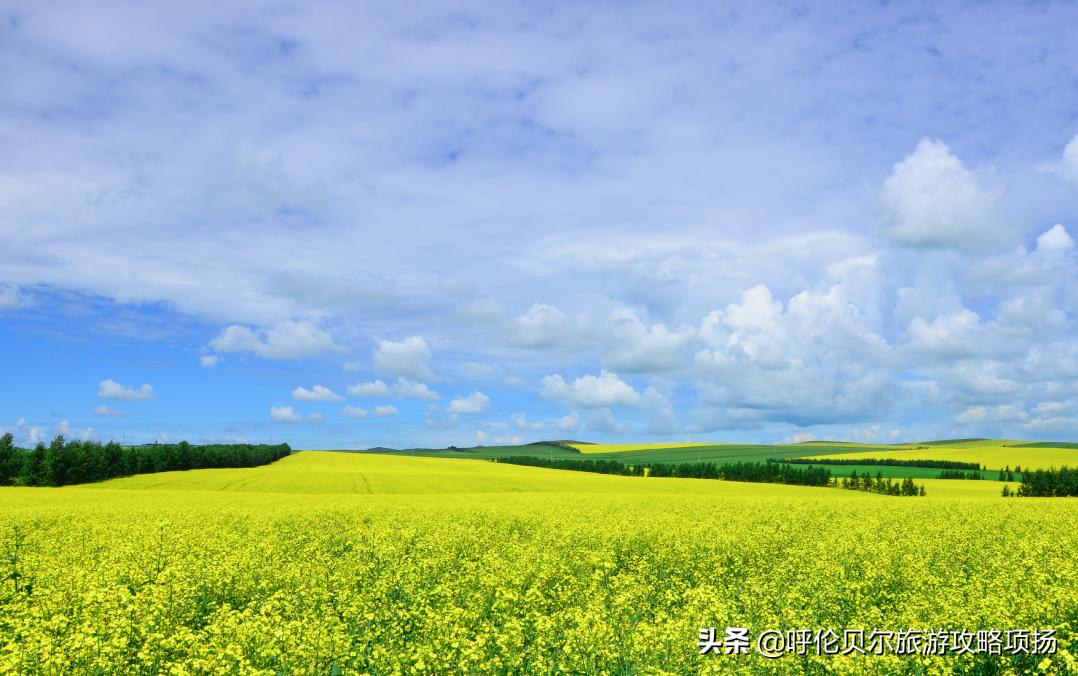 游呼伦贝尔大草原作文游览顺序,呼伦贝尔大草原游览视频