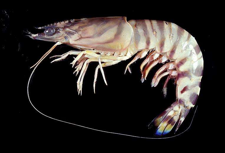 游泳蛙游泳技巧,动物是怎么游泳的