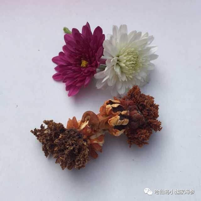 海参可不可以一年四季吃,海参什么季节吃好春天可以吃吗