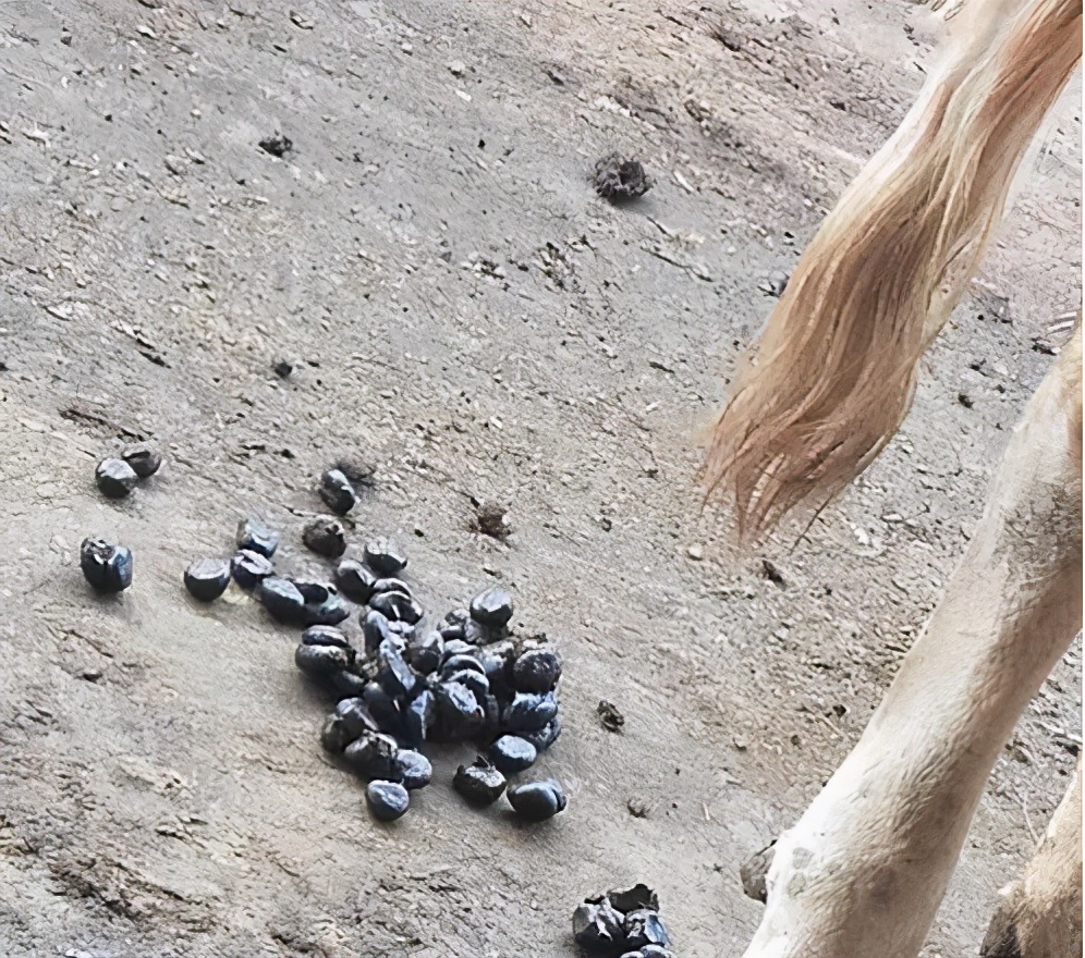 牛拉粪不成形最佳治疗方法,牛拉白色干粪球最快解决方法