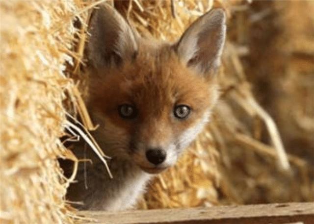 为什么狐狸都在墓里做窝,狐狸为什么常居住在坟墓里