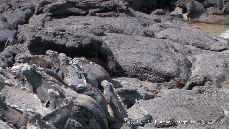 世界上最长寿的象龟多少岁,迄今发现最长寿的龟