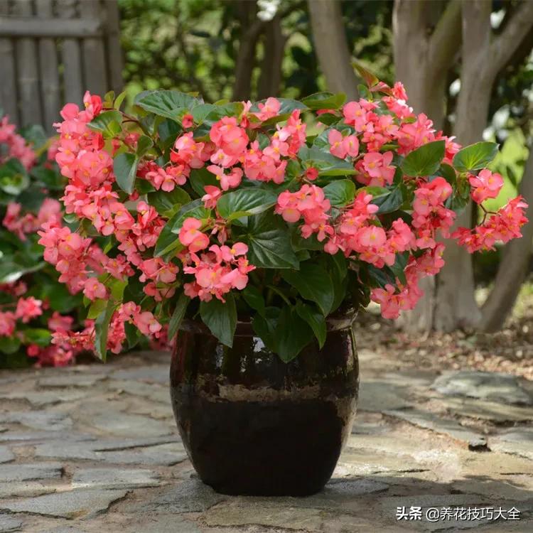 四季海棠花春天几天浇一次水,四季海棠怎么养才能长得茂盛