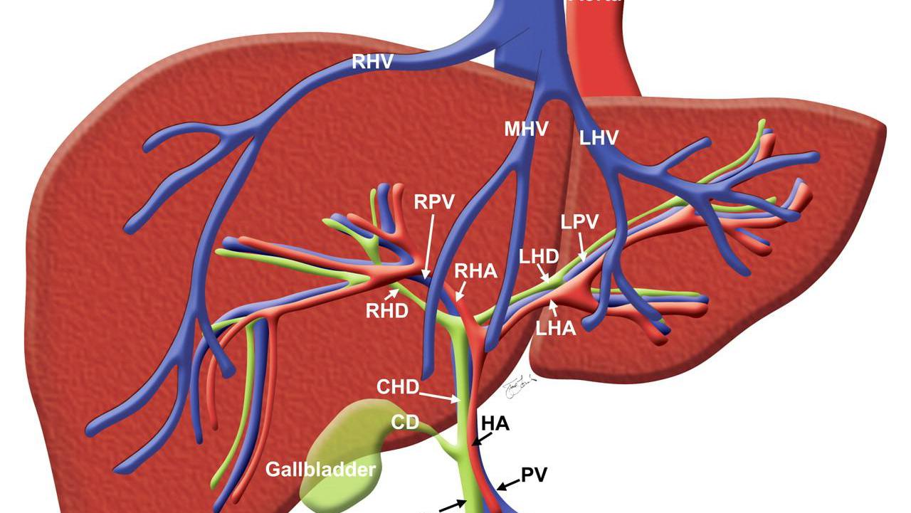 小儿李斯特菌病，常见于新生儿，以及有免疫缺陷的儿童，成人少见