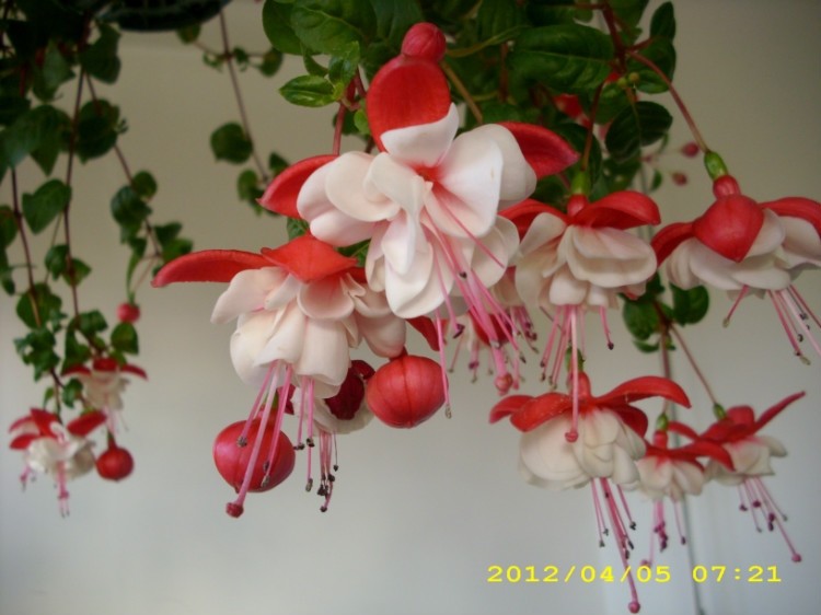 惊艳倒挂金钟,惊艳倒挂金钟图片