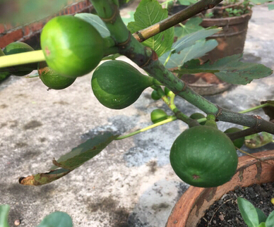 阳台种植无花果的方法,阳台种无花果禁忌