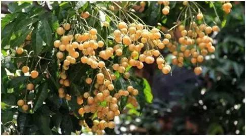 冷门种植项目又能赚钱,种养殖项目什么最赚钱