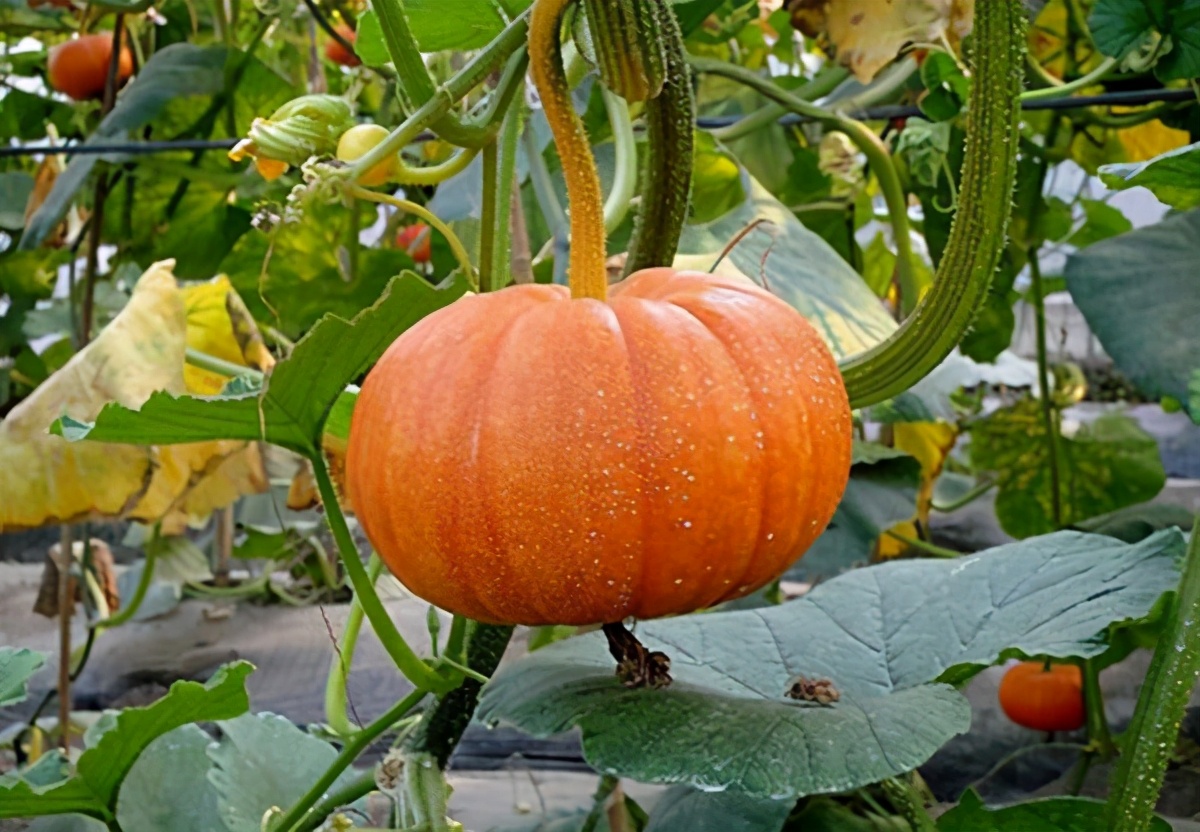 孕妇吃叶酸过多对胎儿有什么好处,怀孕了补充叶酸需要多吃哪些食物