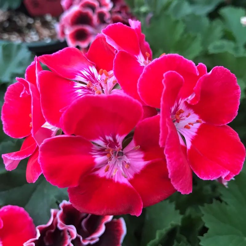 这种花别乱浇水水越多越不开花,这种花不怕冷好养易活