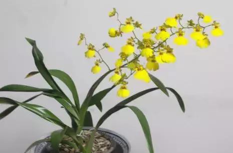 五种最具欣赏价值的兰花,欣赏史上最全的兰花