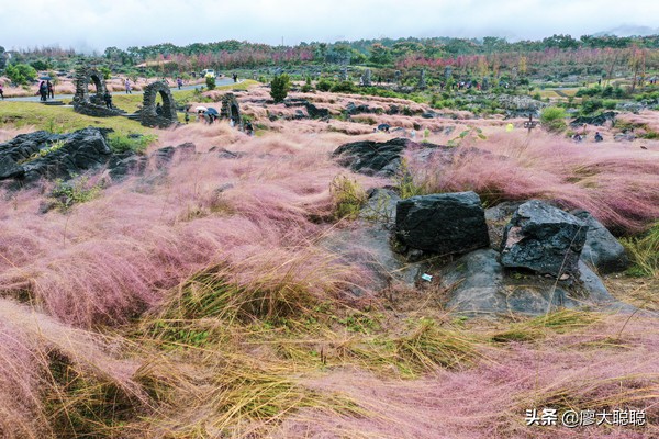 重庆这片花海你还没有来打开，那你就输了