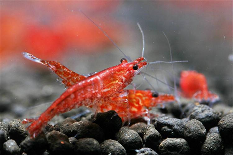 活樱花虾怎么吃最正宗,正宗的樱花虾