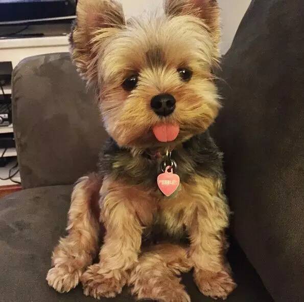 小型犬都容易得皮肤病吗,小型犬都有基因缺陷