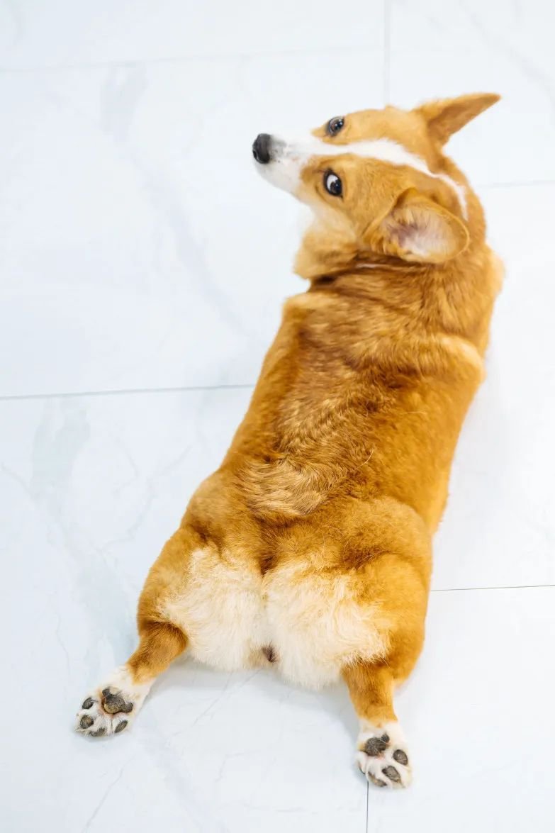 吸屁屁，短腿大耳肉嘟嘟，这家店进去就出不来了…