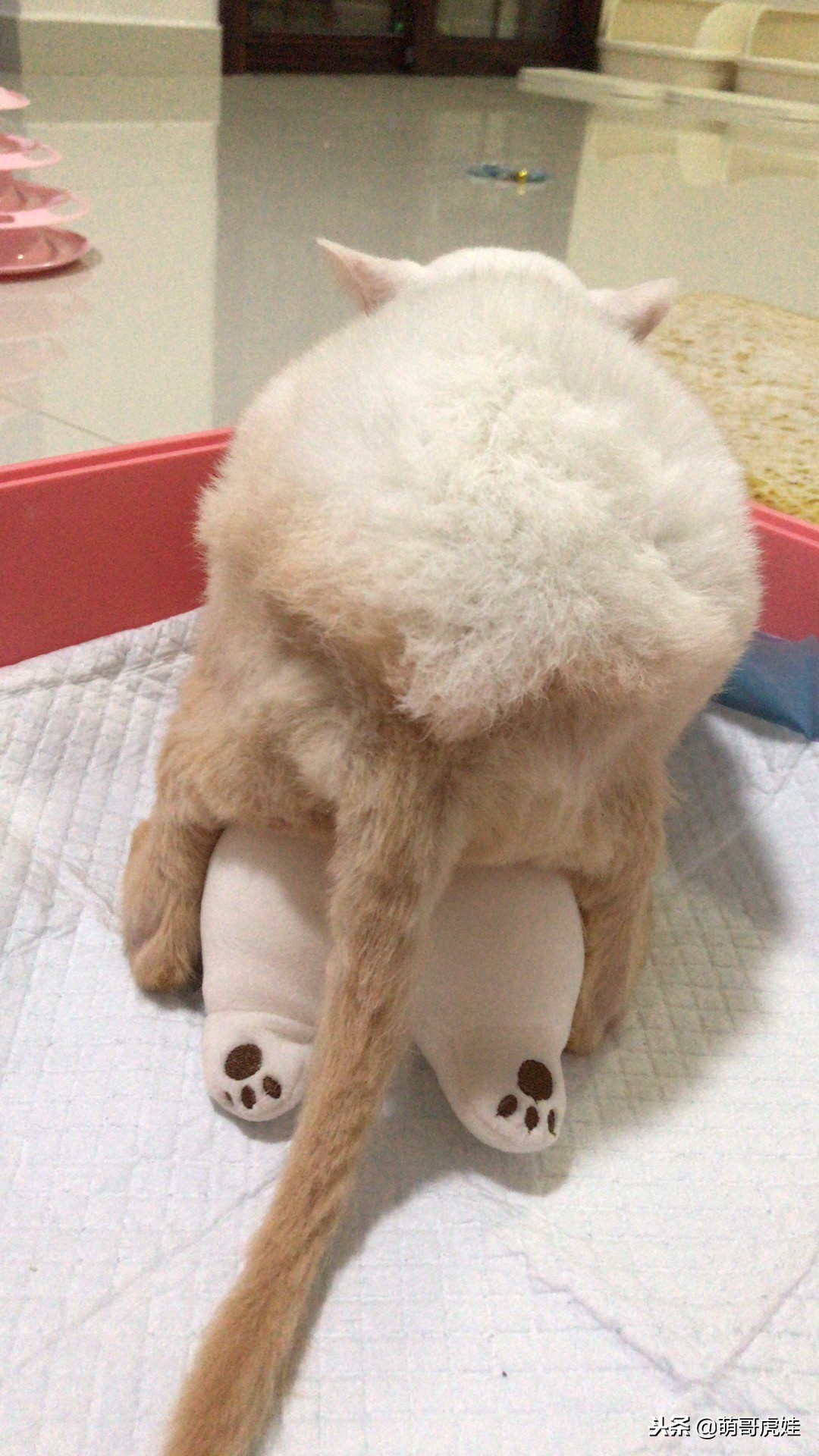 猫咪后肢瘫痪训练方法,给后腿瘫痪的小猫做康复训练