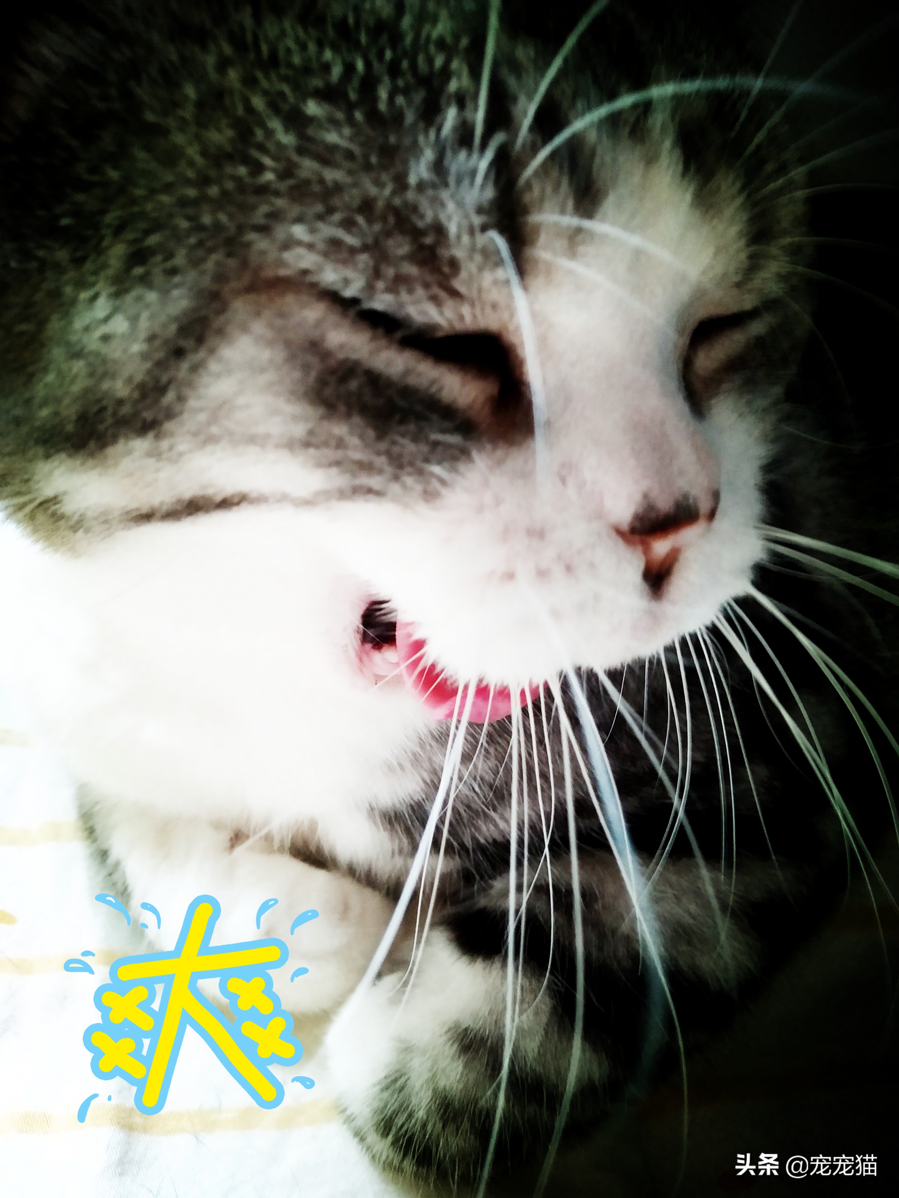 猫咪尿床去除猫尿味消毒液,除猫尿的最好方法