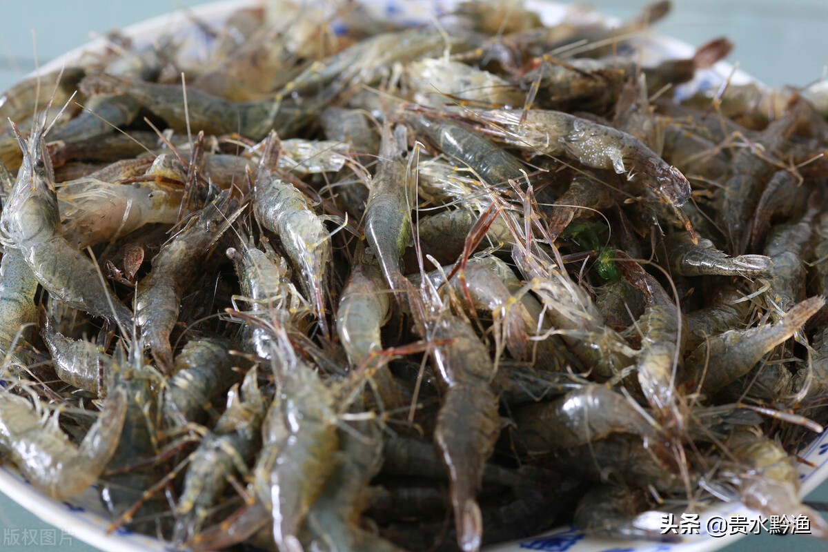 稻田养虾技术虾的病害防治,虾类养殖常见疾病及防治方法