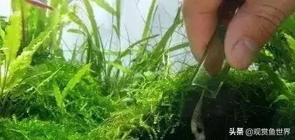 草缸爆藻后怎么清理,草缸日常维护可以放除藻剂吗