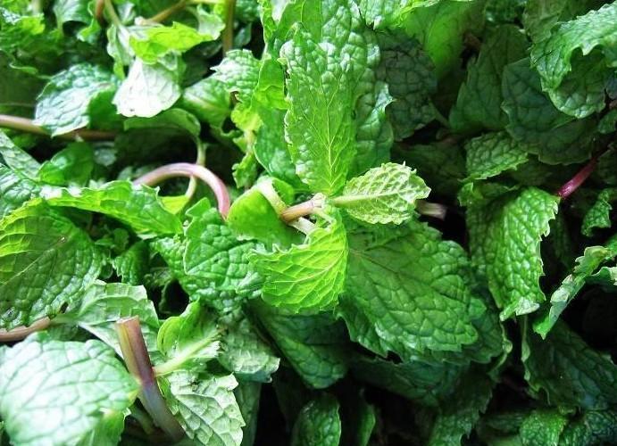 植物夏天蚊虫多怎样驱赶,夏天蚊虫最怕什么植物