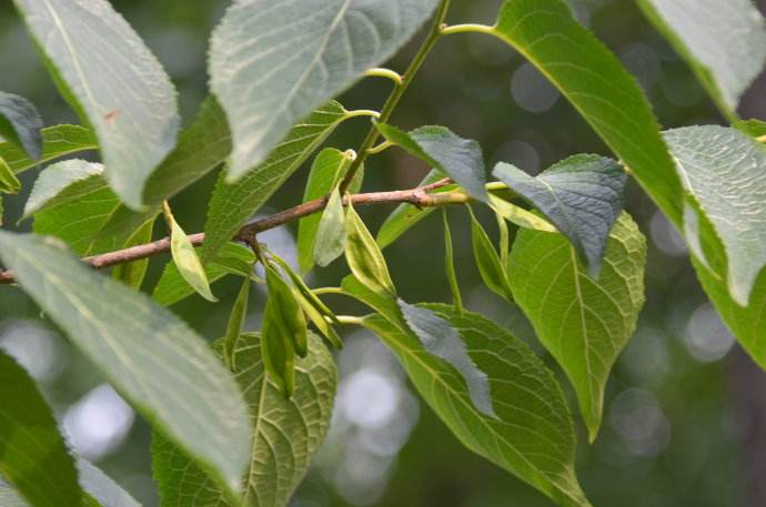 杜仲提取物副作用,杜仲叶提取物在畜禽上的使用