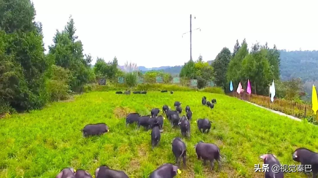 今天,我要夸夸我的通江县