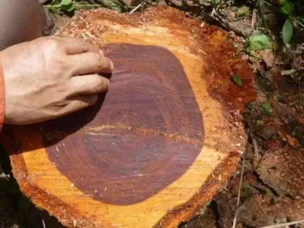 老挝大红酸枝造假,大红酸枝都用什么木头造假