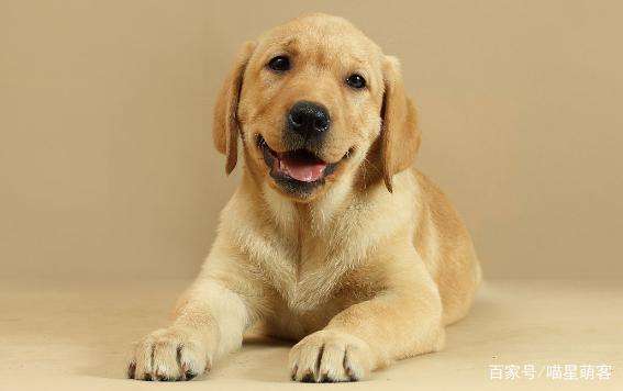 深度剖析拉布拉多犬的优缺点,拉布拉多是性格最好的犬种吗
