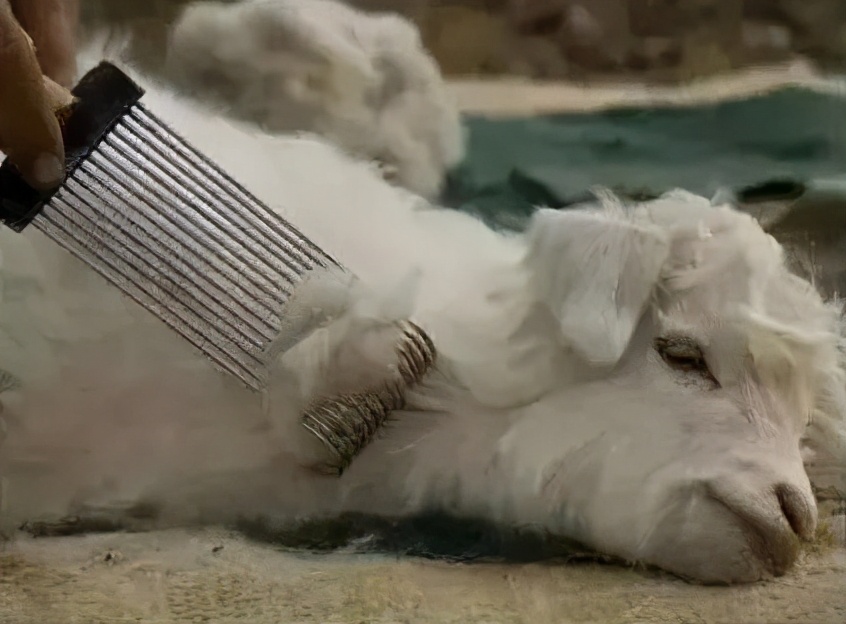 羊绒衫剃毛器,花10000块买一件羊绒衫真的值吗