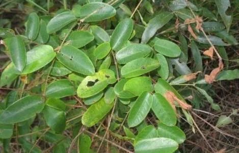 治疗皮肤感染的最佳中药,治皮肤感染特效药