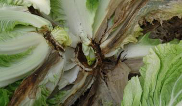 菜心烂心是何原因如何处理,大白菜心烂了怎么回事