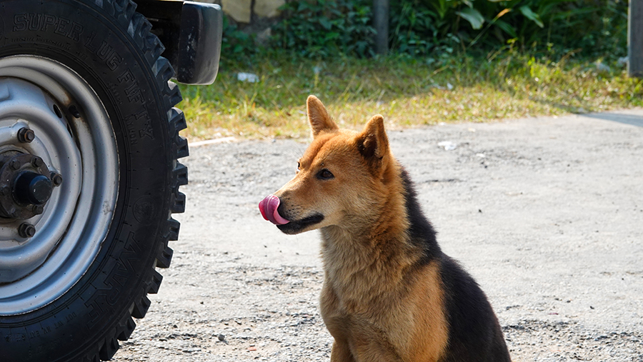 尼泊尔十堰,尼泊尔为什么这么穷
