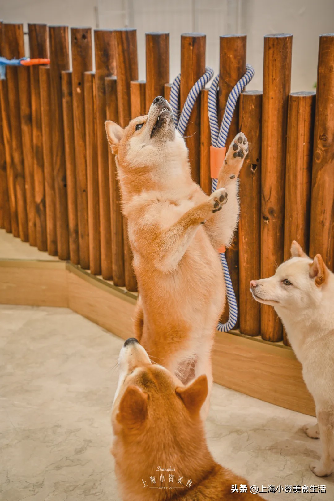 豆柴犬幼犬直播,豆柴是一只非常可爱的小狗