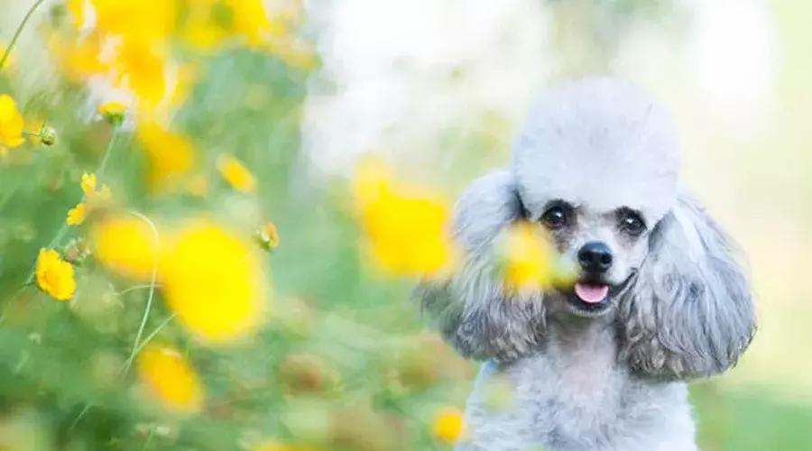 泰迪和贵宾的来历,贵宾与泰迪是一个品种吗