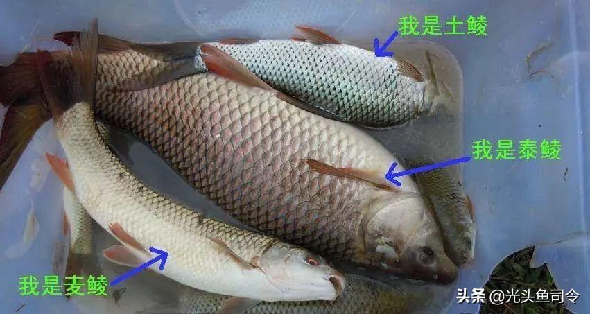 十大外来鱼,六种鱼别放生