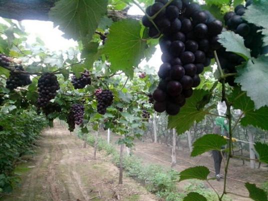 阳光玫瑰葡萄大棚高产种植技术,种植葡萄学习