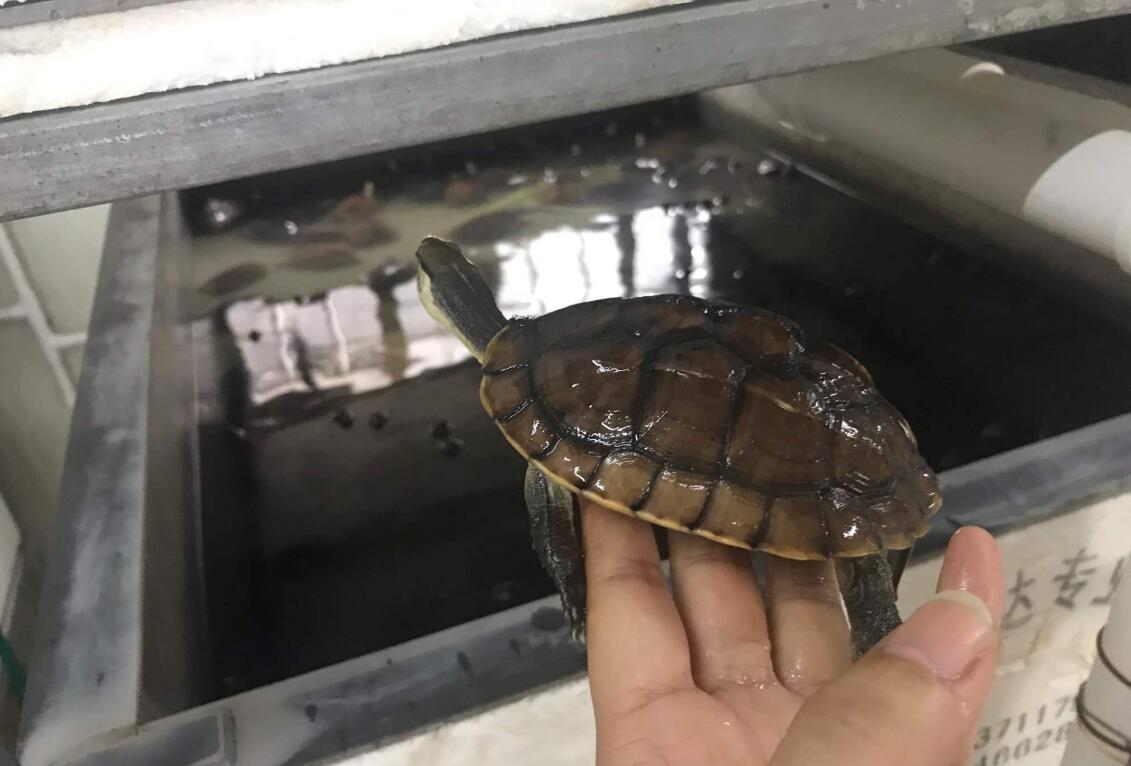 用盐腌乌龟会怎么样,养龟用盐