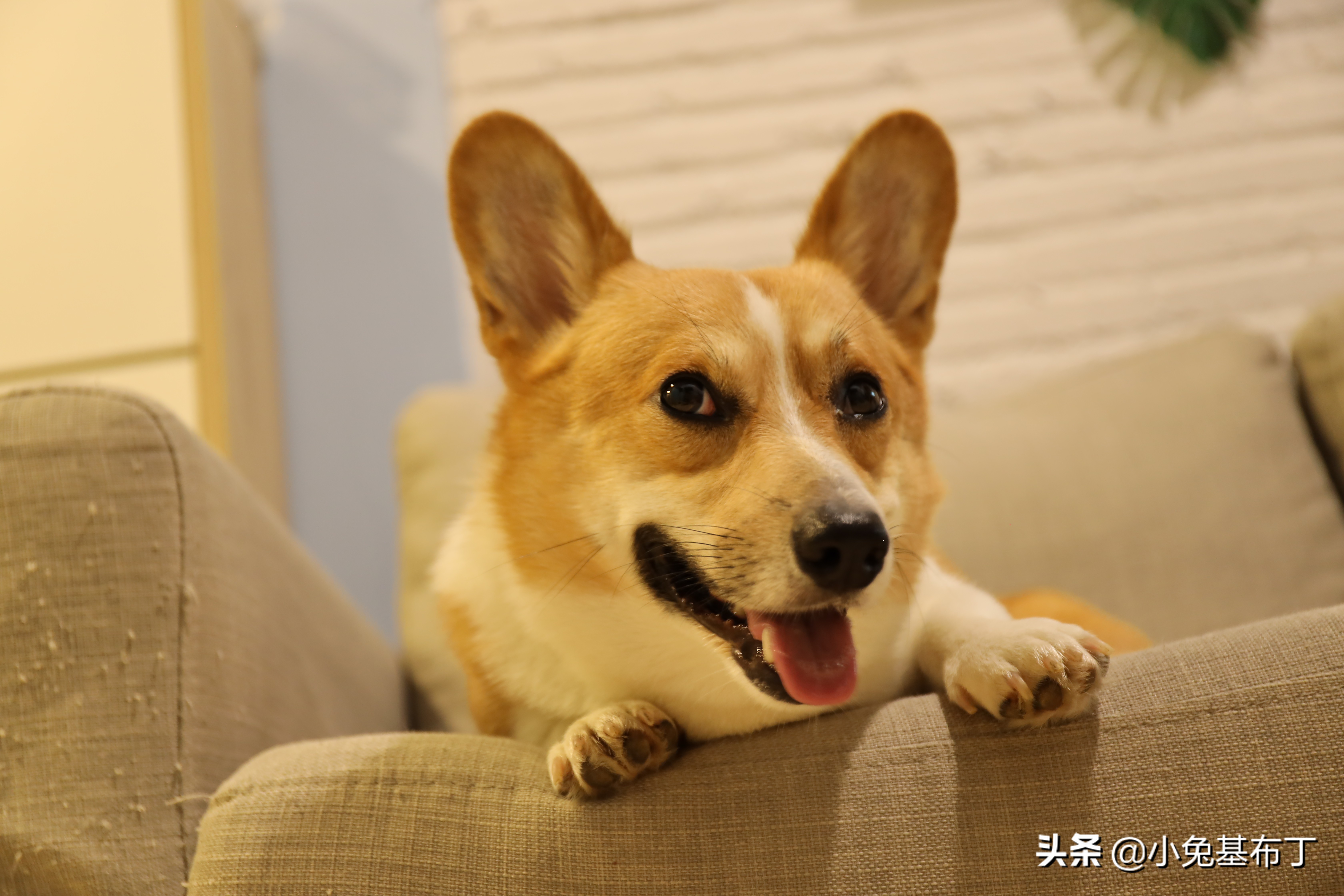 狗狗挑食每天吃一点点狗粮怎么办,狗狗挑食饿了几天了还是不吃狗粮