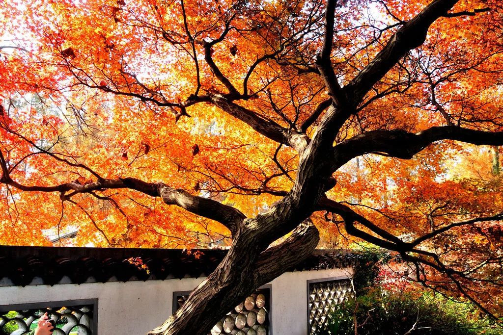 上海厉害了,厉害了上海