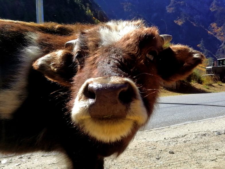 钘忚タ涔嬫梾,瑗胯棌涔嬭
