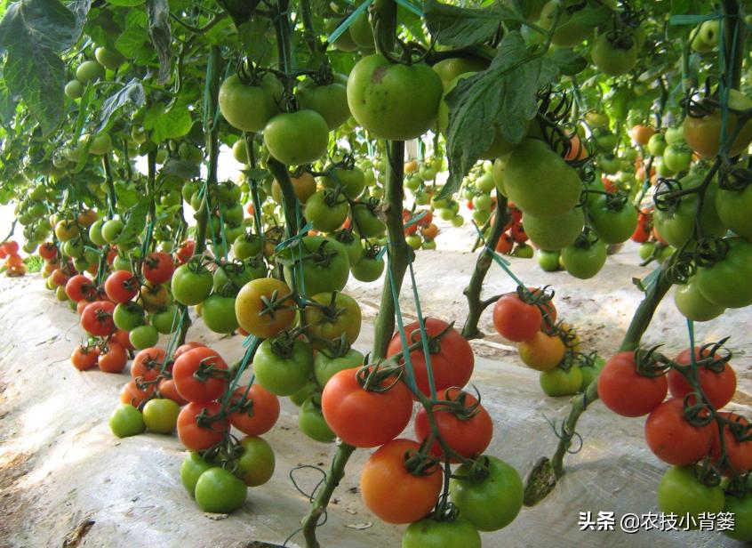 番茄膨果期出现裂纹、开裂等裂果现象，原因不一定都是因为缺钙！