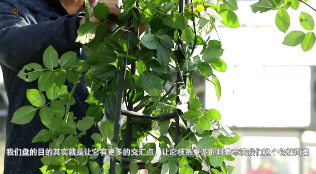 爬藤植物怎么牵引造型,爬藤植物是怎么爬藤的