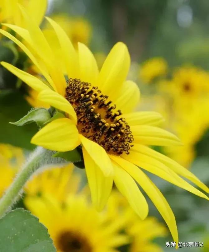 国庆节赏秋的好地方,北京国际鲜花港菊花展几月份最好