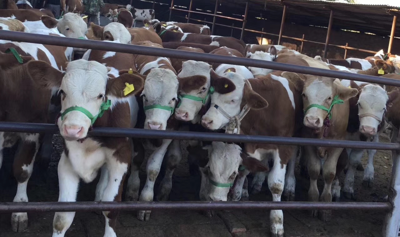 养牛当前存在的问题有哪些,养牛场的重点管理工作