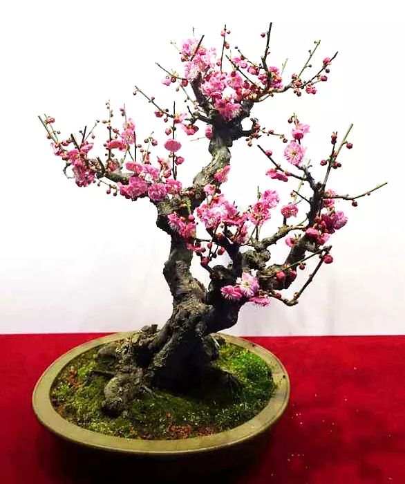 养梅花的技巧,寒梅的养殖方法