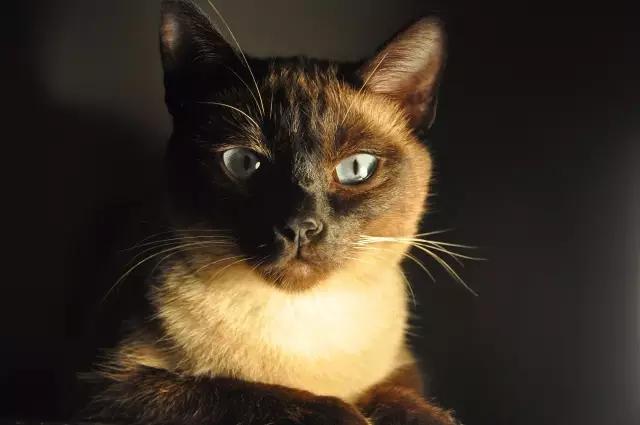 人类在猫的眼中是什么样,猫眼前的世界是什么样子的